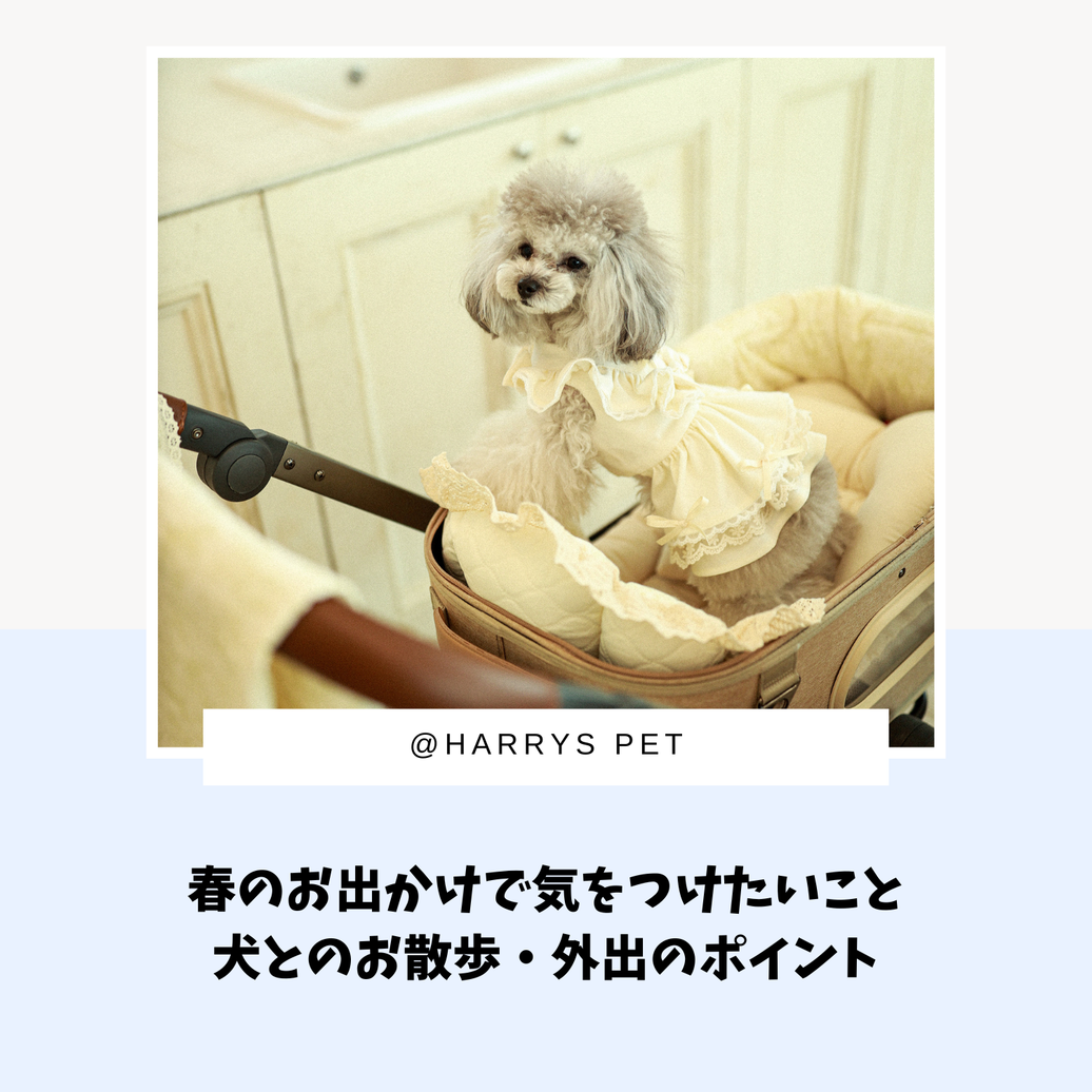 春のお出かけで気をつけたいこと｜犬とのお散歩・外出のポイント