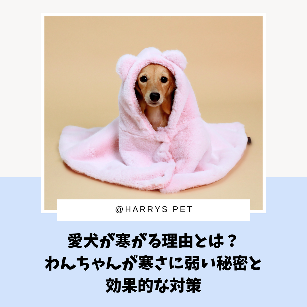 愛犬が寒がる理由とは？わんちゃんが寒さに弱い秘密と効果的な対策