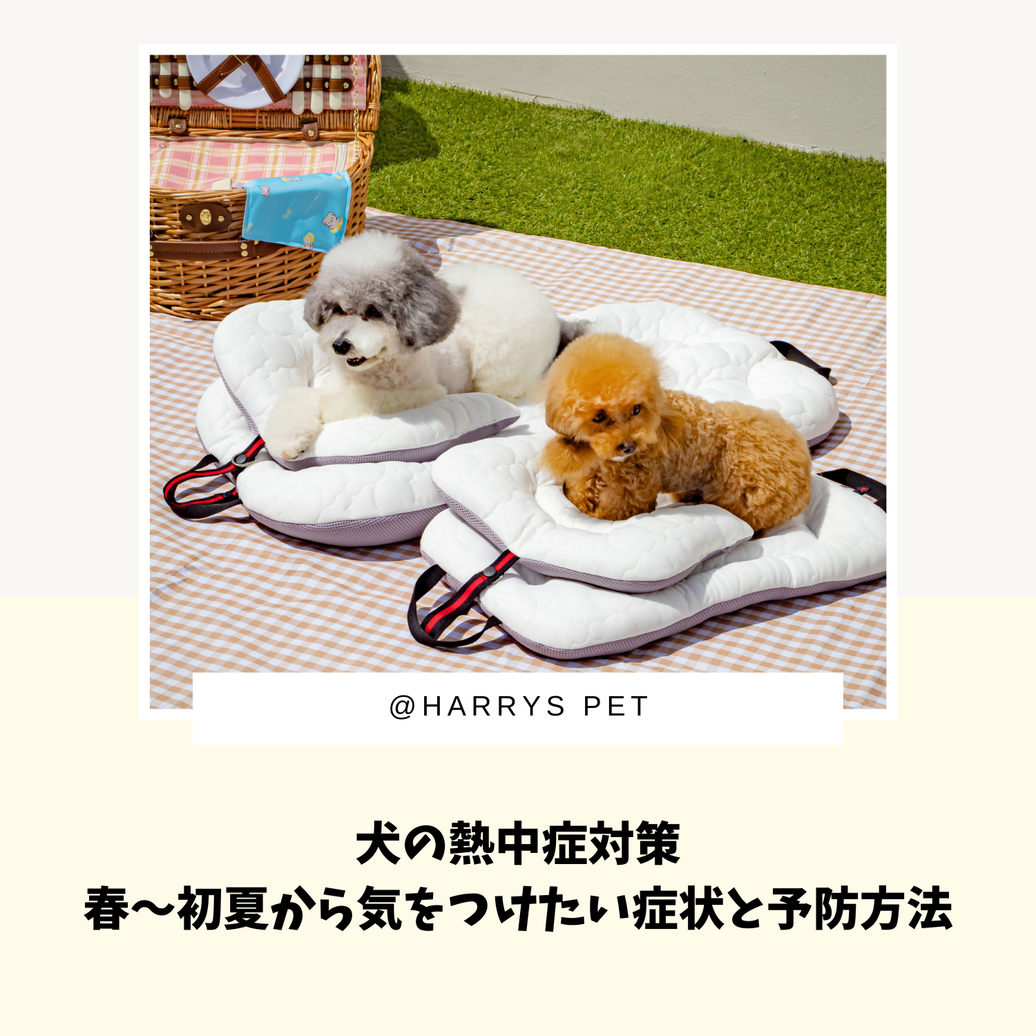 犬の熱中症対策｜春〜初夏から気をつけたい症状と予防方法