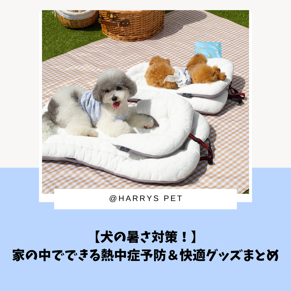 犬 の 暑 さ 対策