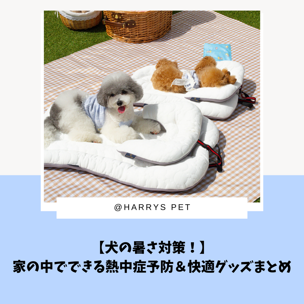 【保存版】犬の暑さ対策！家の中でできる熱中症予防＆快適グッズまとめ