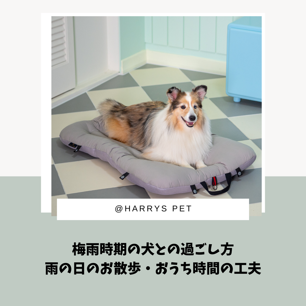 梅雨時期の犬との過ごし方｜雨の日のお散歩・おうち時間の工夫