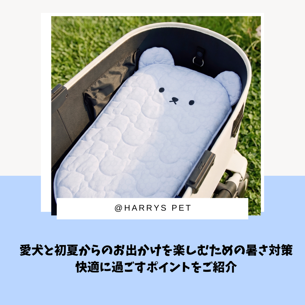 愛犬と初夏からのお出かけを楽しむための暑さ対策｜快適に過ごすポイントをご紹介