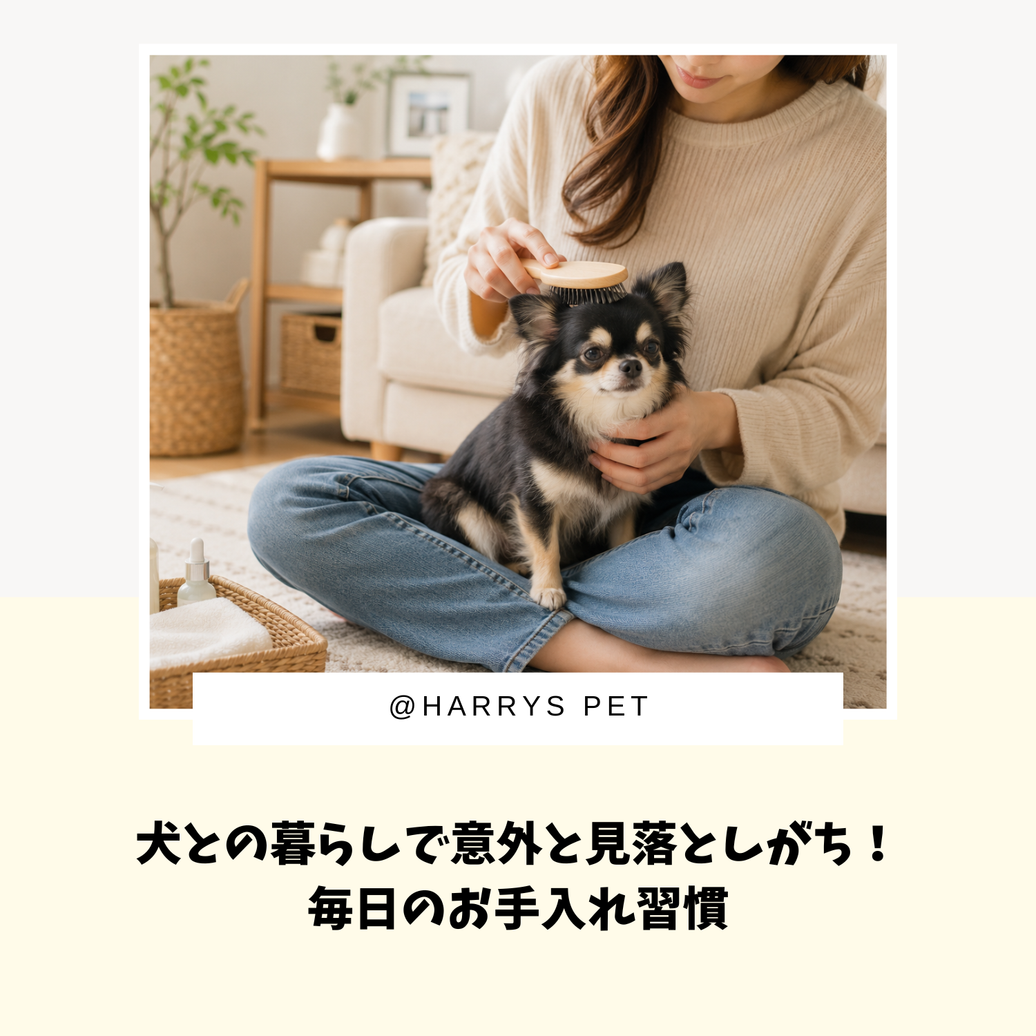 犬との暮らしで意外と見落としがち！毎日のお手入れ習慣✨