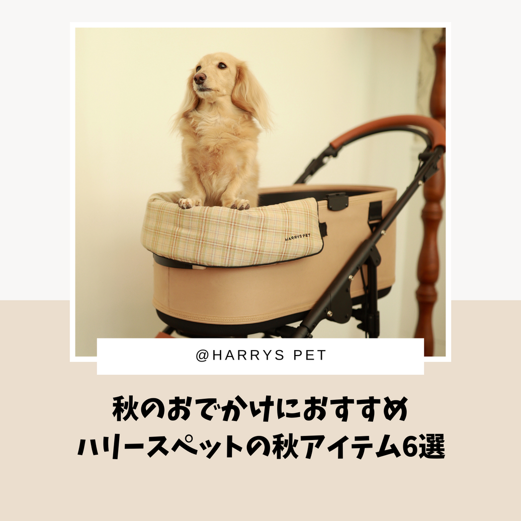 秋のおでかけにおすすめハリースペットの秋アイテム6選