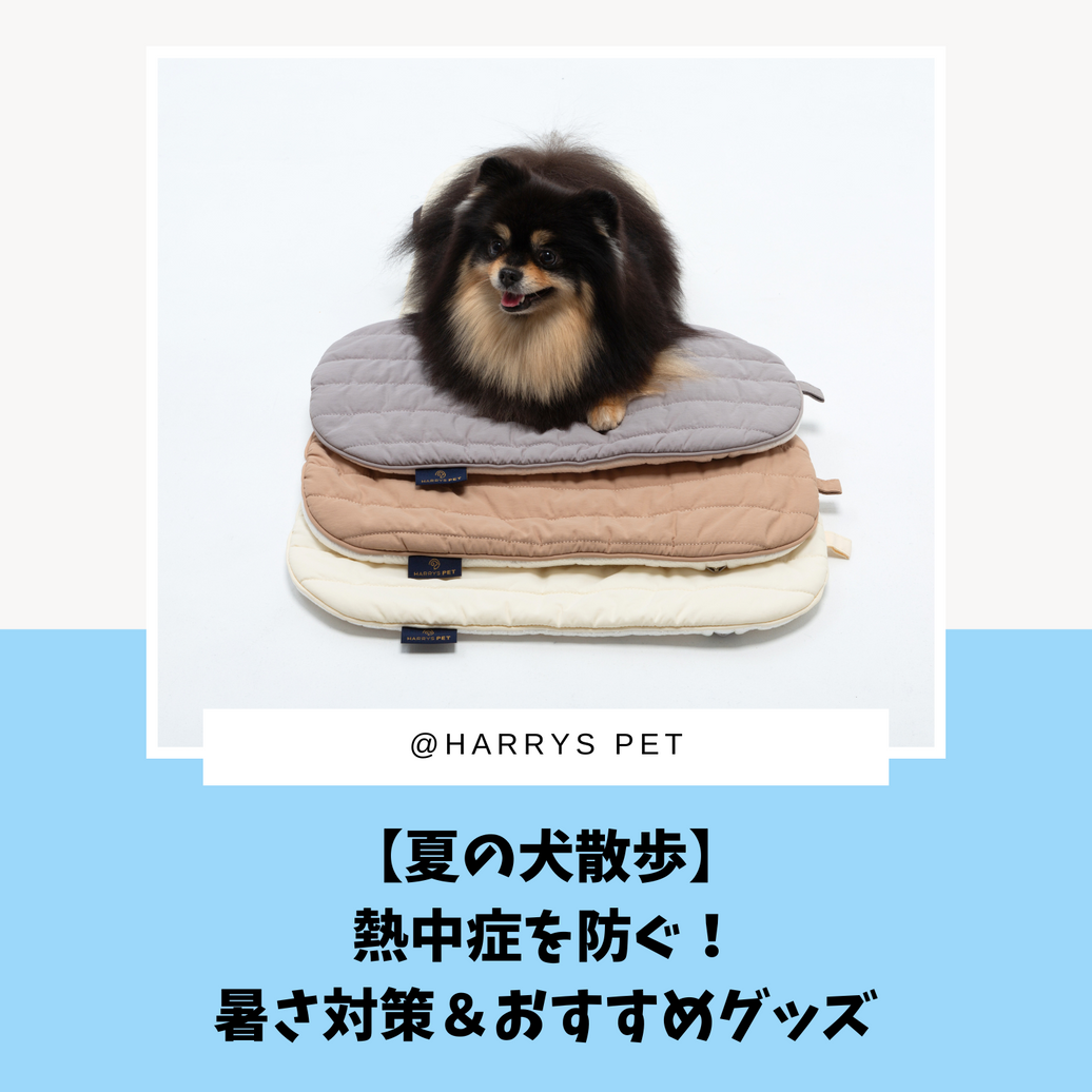 【夏の犬散歩】熱中症を防ぐ！暑さ対策＆おすすめグッズ
