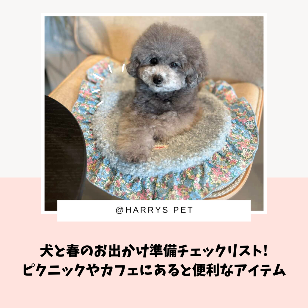 犬と春のお出かけ準備チェックリスト！ピクニックやカフェにあると便利なアイテム